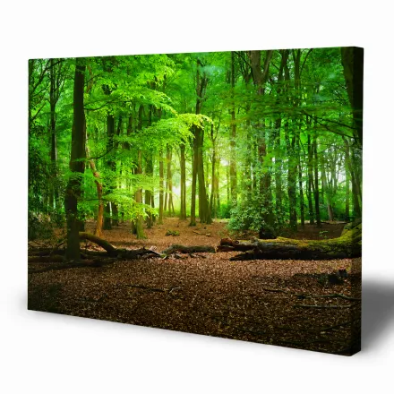 Wald Wandbild - Leinwandbild mit sonnigem Waldmotiv