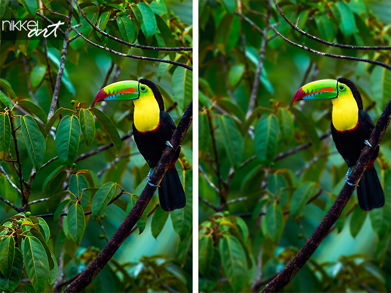 Colorful bird on branch in the rainforest