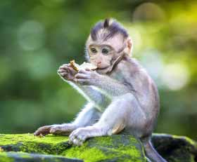 Plexiglas schilderij Aap