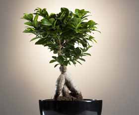 Plexiglas schilderij Bonsai