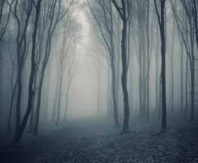 Plexiglas schilderij Mistig bos