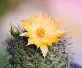 Plexiglas schilderij Cactus