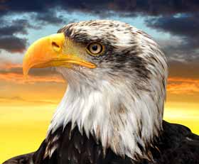 Plexiglas schilderij Arend