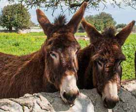 Plexiglas schilderij Ezel