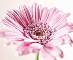 Plexiglas schilderij Gerbera