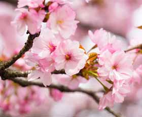 Plexiglas schilderij Kersenbloesem