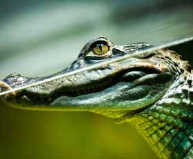 Plexiglas schilderij Krokodil