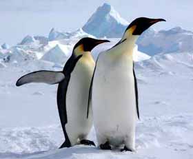 Plexiglas schilderij Pinguïn