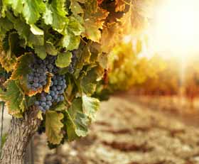 Plexiglas schilderij Wijngaard