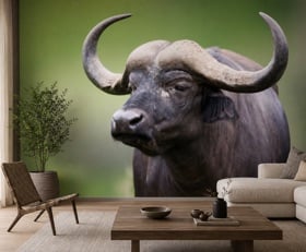 Fotobehang Buffel