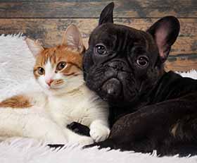 Plexiglas schilderij Dierenarts