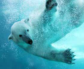 Plexiglas schilderij Ijsbeer