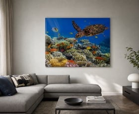 Plexiglas schilderij Koraalriffen