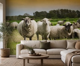 Fotobehang Schaap