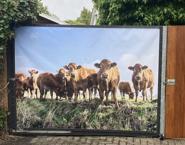 Tuinposter Tuinposter Curious cows looking at the photographer — inspiratie van klanten