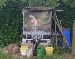 Tuinposter Vrouwelijke ijsvogel duikt uit water