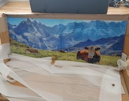 Keuken achterwand Rustende koe op alpenweiden met bergpanorama