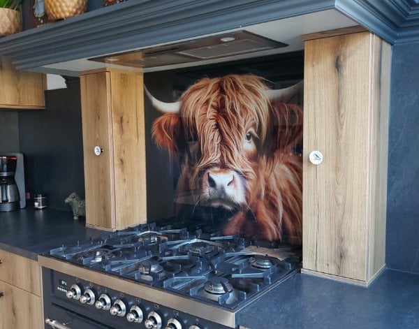 Spatwand keuken Spatwand keuken Portret van Schotse hooglander op donkere achtergrond — inspiratie van klanten